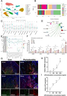 Analysis of immunogenic cell death in periodontitis based on scRNA-seq and bulk RNA-seq data